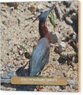 Green Heron Strut - Virgin Nature Series Wood Print