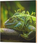 Green Iguana Iguana Iguana Wood Print