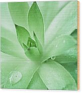 Green In Spring,aloe Sap Wood Print