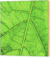 Green Leaf Veins Macro Wood Print