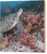 Green Sea Turtle In Maldives Wood Print