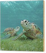 Green Sea Turtles Wood Print