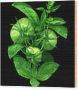 Green Tomato And Basil Wood Print