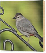 Grey Catbird 2019-1 Wood Print