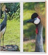 Grey Crowned Crane Gulf Shores Al Collage 10 Diptych Wood Print