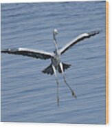 Grey Heron In For A Landing Wood Print