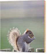 Grey Squirrel In Late Autumn Wood Print