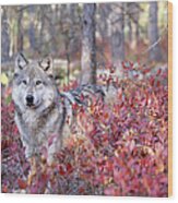 Grey Wolf Canis Lupus Standing Behind Wood Print