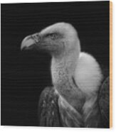 Griffon Vulture. Wood Print