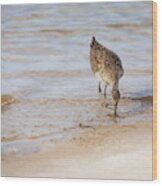 Gull At Ocean's Edge - Painterly Wood Print