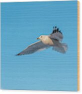 Gull In Flight 1 Wood Print