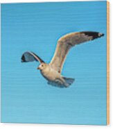 Gull In Flight 2 Wood Print