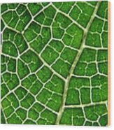 Gunnera Manicata Leaf Wood Print