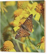 Hackberry Emperor And Huisache Daisy Wildflowers Wood Print