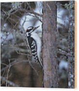 Hairy Woodpecker In The Bog Wood Print