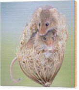 Harvest Mice Wood Print