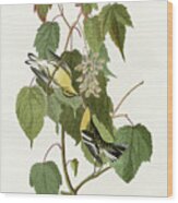 Hemlock Warbler Wood Print
