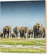 Herd Of African Elephants, Amboseli Wood Print