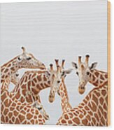 Herd Of Giraffe Wood Print