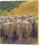 Herding Merino Sheep Wood Print