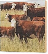 Hereford Cow Farm Pasture Livestock Wood Print