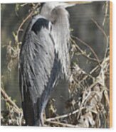 Heron On The Verde Wood Print