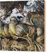 Hibernating Garden Snails Wood Print