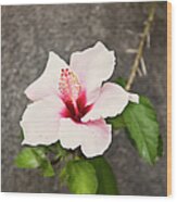 Hibiscus Flower Wood Print