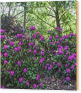 Hidden In Shadow. Fairy Rhododendron Woods 1 Wood Print