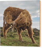 Highland Cow Having A Scratch Wood Print