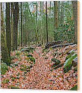Hiking Trail In Autumn Wood Print