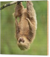 Hoffmann\'s Two-toed Sloth Wood Print