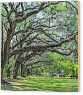 Hofwyl Broadfield Plantation Oaks Wood Print