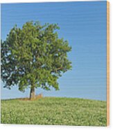Holm Oak Quercus Ilex In Clover Field Wood Print