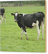 Holstein Cows In A Meadow Wood Print