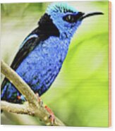 Red Legged Honeycreeper Wood Print