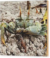 Horned Ghost Crab Wood Print