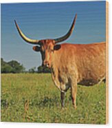 Horns Longhorn Cow In Beautiful Field Wood Print