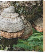 Horse-hoof Fungus Along The Blue Ridge Parkway Wood Print