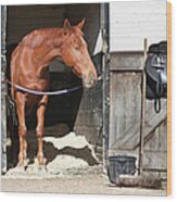 Horse In Stable Wood Print
