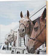 Horses In Trailer Wood Print