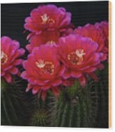 Hot Pink Easter Lilly Cactus Wood Print