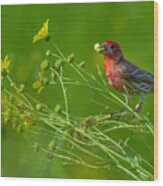 House Finch And Flowers Wood Print