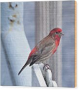 House Finch On The U.s.s. Wisconsin Wood Print
