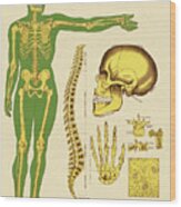 Human Skeleton Bones Wood Print