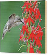 Hummer On Cardinal Flower Wood Print