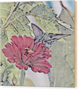 Hummingbird Art - A Drink From The Zinnia Wood Print