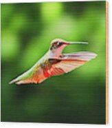 Hummingbird Flying Wood Print
