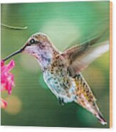 Hummingbird Ll Wood Print