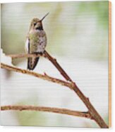 Hummingbird On Snowy Branch Wood Print